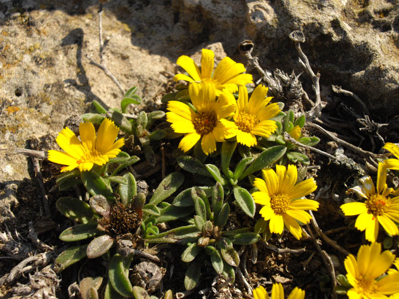Pallenis maritima photo